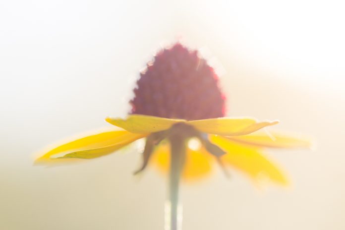 black-eyed susan