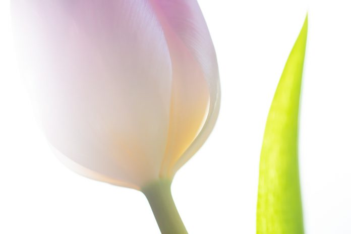 backlit tulip