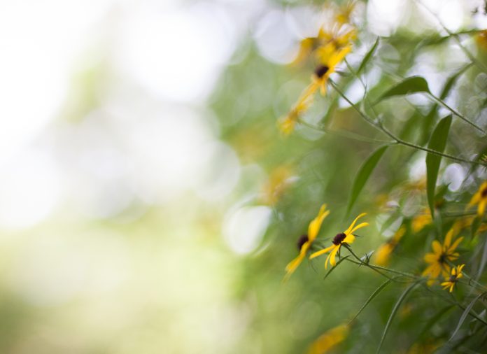 black-eyed susan