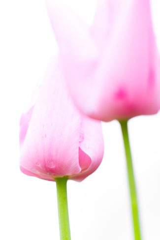 high-key tulips