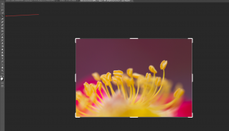 Crop tool in Photoshop
