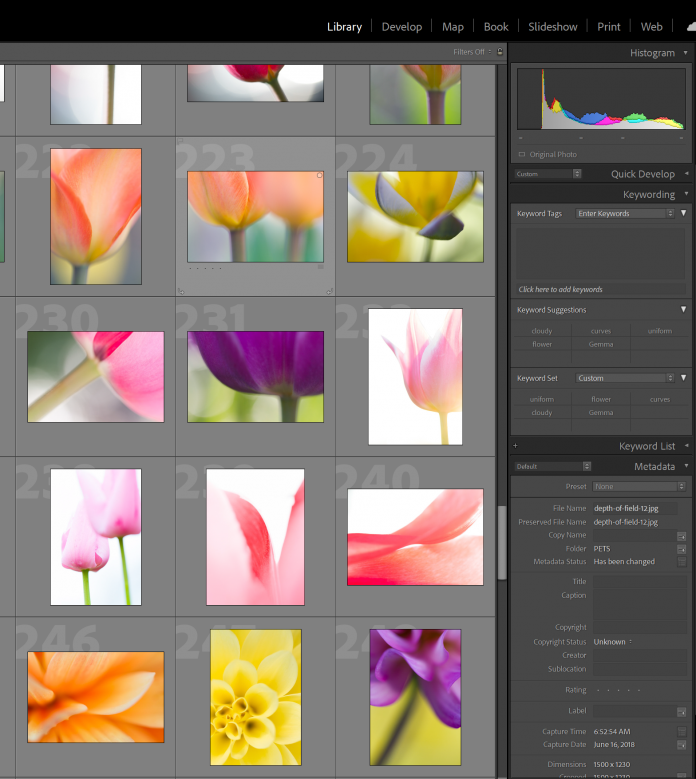 Lightroom catalog showing Keywording panel on the right and images on the left.