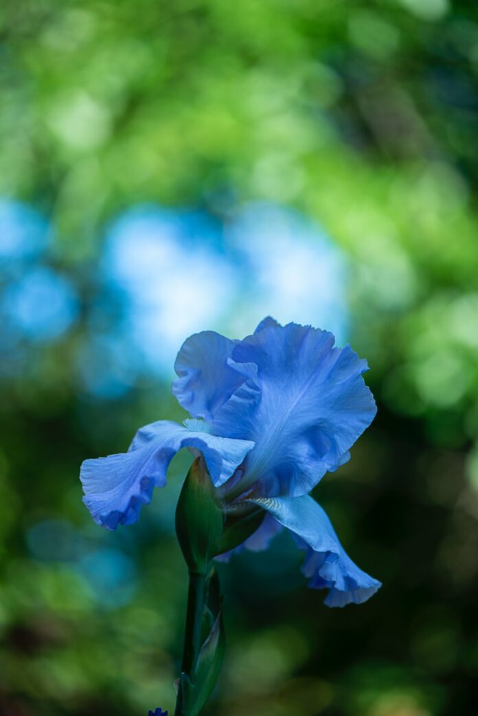 iris with shallow depth of field