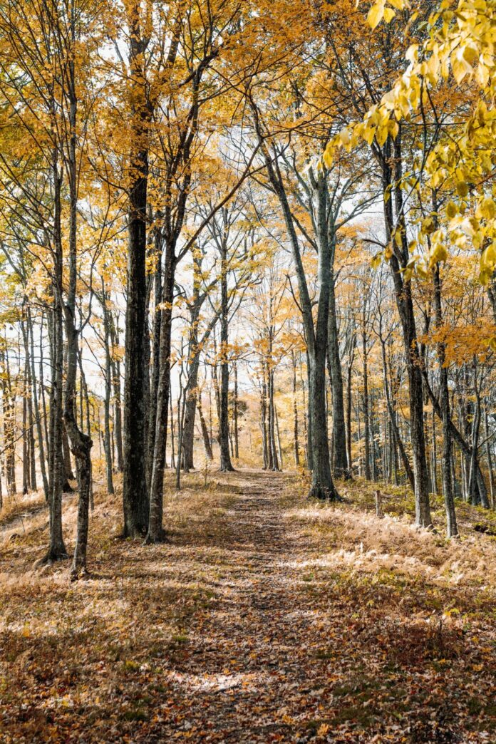 path through the woods in autumn