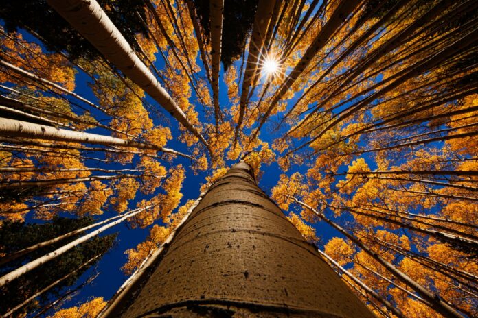 looking up along trees toward a blue sky with a deep depth of field