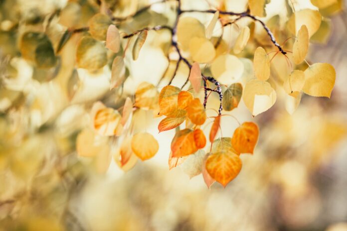 leaves with shallow depth of field