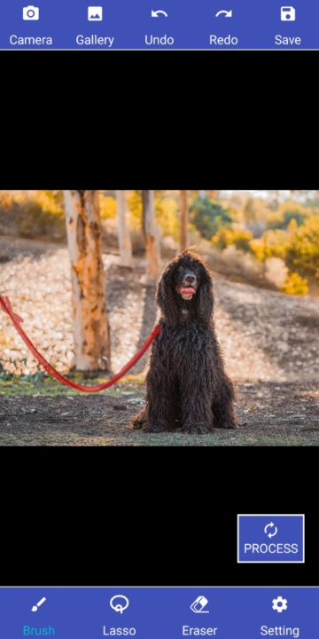 BG Studio Remove Unwanted Object leash removal