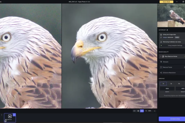 Topaz Photo AI before-and-after image of a denoised bird of prey