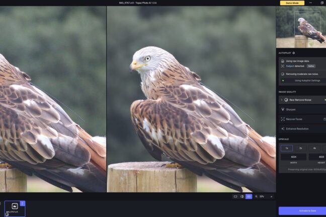 Topaz Photo AI noise reduction process via a before-and-after image of a bird of prey