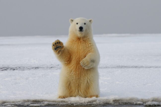 A polar bear standing on its hind legs and waving with an empty snowscape in the background.