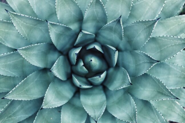 Green succulent plant with radially symmetrical leaves photographed from above.