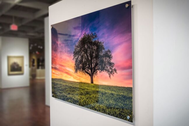 A gallery with an acrylic print of a tree at sunset hung on a wall in the foreground.