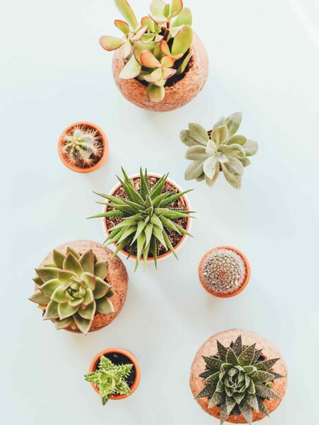 succulent flat lay