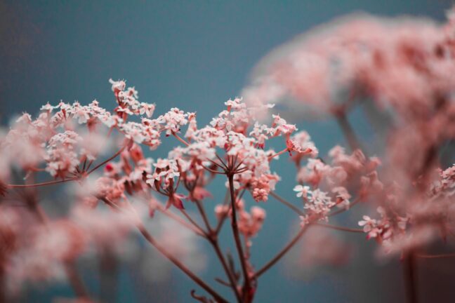 Delicate pink flowers against blue sky are framed by out-of-focus pink flowers in the foreground.