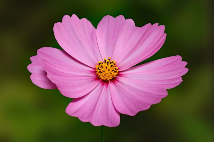 A focus stacked photo to get the whole flower in focus.