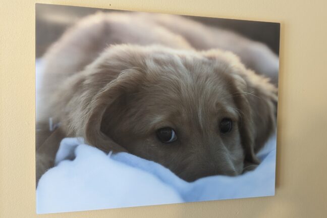 TilePix glass photo print showing a puppy lying on a blanket.