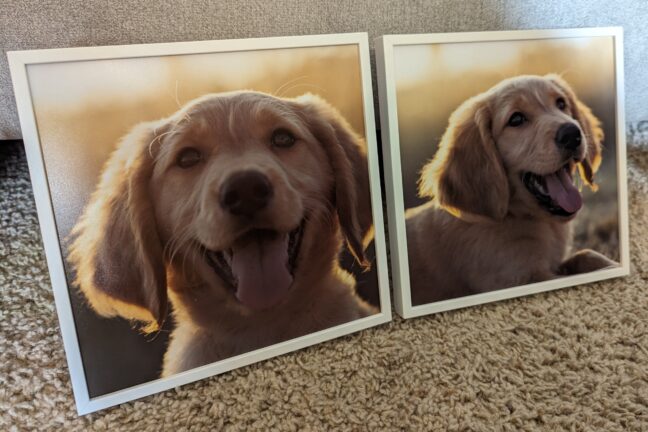 Two TilePix photo tiles featuring a golden-furred puppy.