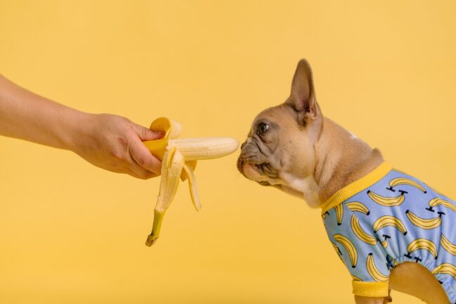 A small dog wearing a banana sweater smelling a banana held out by a hand against a bright yellow backdrop.
