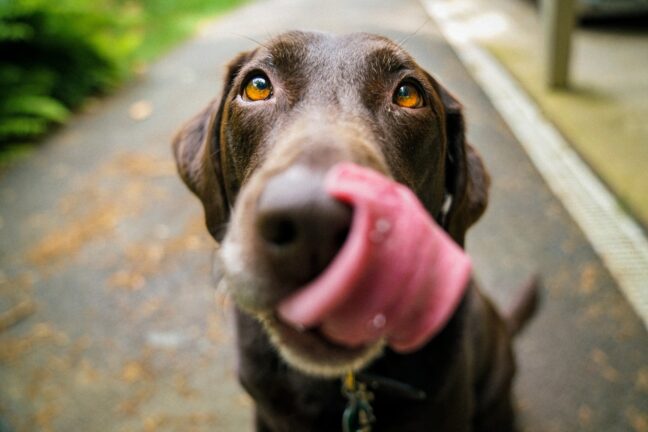 A brown dog looking up while licking its nose.