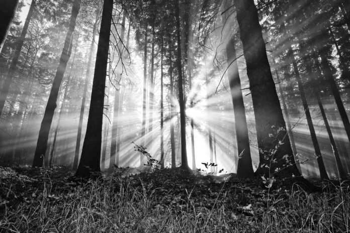 Black and white photo of a sunlit forest