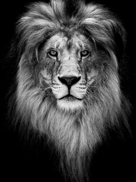 Black and white photo of a lion