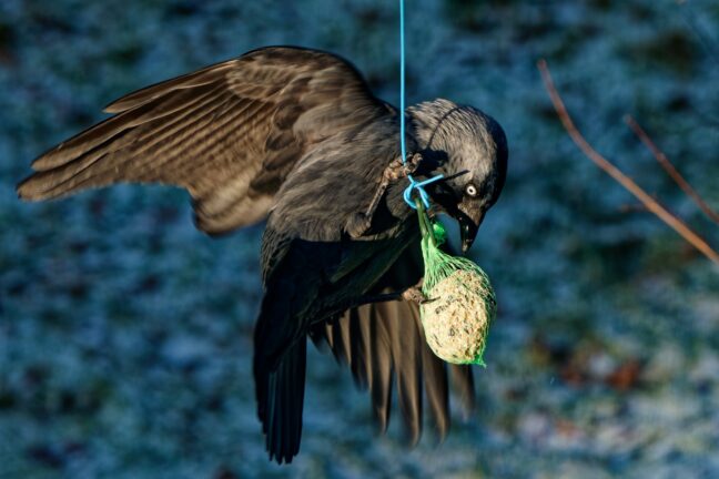 A jackdaw photographed in winter with a telephoto lens.