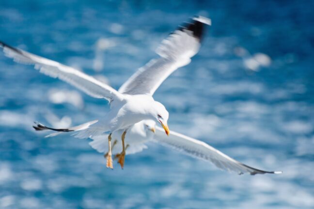 Pair of seaguls in flight. Shallow depth of field, focus set on first bird, wings in motion blur, polarizing filter on a high-powered tele lens.